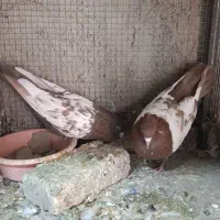 کفتر نقش .رنگی .سینه ای کله ای ودورگ|پرنده|باغ بهادران, |دیوار