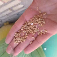 مرغ و خروس ب