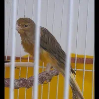 قناری نر پرتقالی و سبز دارچینی|پرنده|تربتحیدریه, بالا ولایت|دیوار