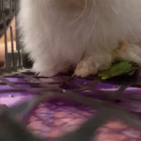 بچه خرگوش|موش و خرگوش|سنندج, |دیوار