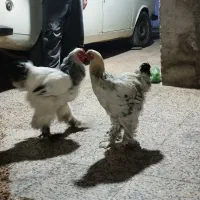 اردک خارجی .بوقلمون . قره قا. وول.خروس برهما|حیوانات مزرعه|قائمشهر, |دیوار