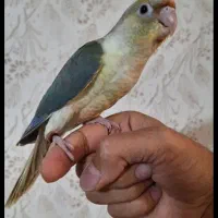 جوجه گرینچیک پاین اپل رام و چلوندنی سخنگو