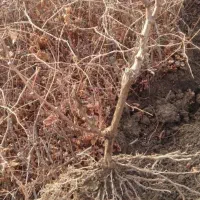 نهال انگور سیاه دیمی سردشت