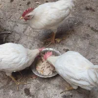 خروس|حیوانات مزرعه|ماهدشت, |دیوار