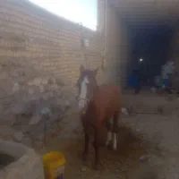 مادیون|اسب و تجهیزات اسب‌سواری|الیگودرز, |دیوار