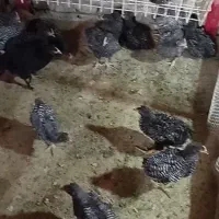 خروس امروک اصل جوجه امروک اصیل تخم مرغ  نطفه دار|حیوانات مزرعه|مشهد, میان ولایت|دیوار