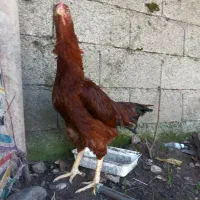 مرغ لاری و خروس لاری|حیوانات مزرعه|رشت, لاکانی|دیوار