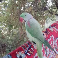شاه طوطی