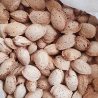 خرید انواع ارقام بادام درختی