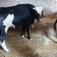 گاویاگوساله نر