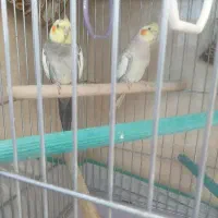 یک جفت عروس هلندی