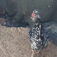 تخم مرغ گلین