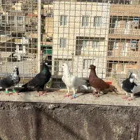 کبوتر|پرنده|قزوین, |دیوار