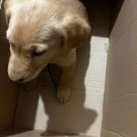 واگذاری گلدن|سگ|کرمان, |دیوار