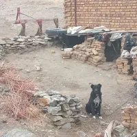 یک جفت سگ مناسب گله نگهبانی|سگ|ساروق, |دیوار