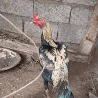 خروس|حیوانات مزرعه|فیرورق, |دیوار