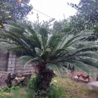 سیکاس ۲۵ ساله|گل و گیاه طبیعی|نوشهر, |دیوار