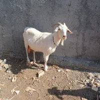 بز سانن شیری|حیوانات مزرعه|سیمین شهر, |دیوار