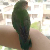 کوتوله معاوضه با جوجه گیرینچیک