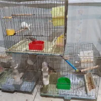 3جفت فنج با3قفس وتمام وسایل یکجاوهم جفت تکی