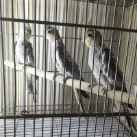 جوجه  عروس هلندی