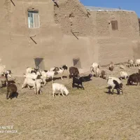 40تا بز با 4تانربز|حیوانات مزرعه|سبزوار, رباط|دیوار