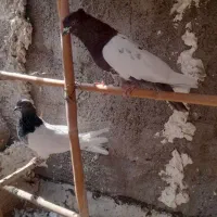 نر کله سرخ کاکلی