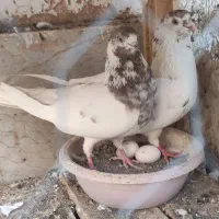 تضمینی