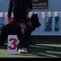 ژرمن بلک شولاین نر|سگ|رشت, منظریه|دیوار