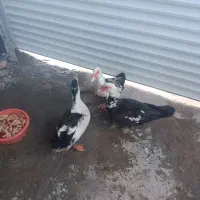 اردک|حیوانات مزرعه|مشگین شهر, |دیوار