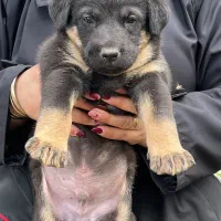 توله ژرمن شپرد|سگ|رحیم‌آباد, |دیوار