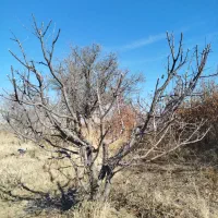 حرص درختان میوه