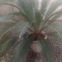 سیکاس ۱۰ ساله|گل و گیاه طبیعی|املش, |دیوار