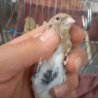 سهره قناری نر صد در صد باب دهن بازی (ساوه) هستم