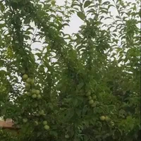زمین باغ548مترنزدیک کمربندسبزفاصله تامجتمع۲کیلومتر|پیش‌فروش املاک|مشهد, آیت الله کاشانی|دیوار
