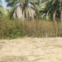 نهال سرو و خرمالو|خدمات باغبانی و درختکاری|شیراز, کوی زهرا|دیوار