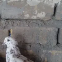 کبوتررفته