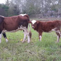 گاو گوساله حامله