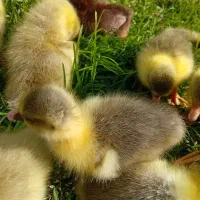 جوجه غاز چن روزه تعداد۱۰عدد موجوده|حیوانات مزرعه|قائم‌شهر, |دیوار