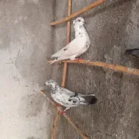 کفترتک پر|پرنده|مینودشت, |دیوار