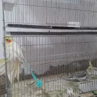 فروش تعدادی کوتوله و عروس هلندی|پرنده|رفسنجان, |دیوار