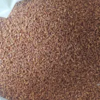 گندم شب رنگ بوجاری شده|گل و گیاه طبیعی|سرپل ذهاب, |دیوار