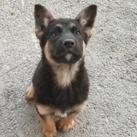 توله ژرمن میکس سیبل