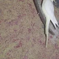 عروس هلندی ماده مست