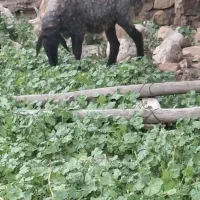 میش|حیوانات مزرعه|بندر کنگان, |دیوار