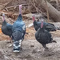 8 عدد بوقلمو|حیوانات مزرعه|بم, |دیوار