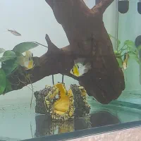 ماهی رامیزی