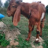 بز پاکستانی