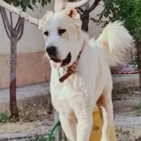 سگ آلابای