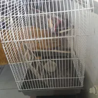 تلویزیون ۲۹ اینچ  قدیمی|تلویزیون و پروژکتور|لشت نشا, |دیوار